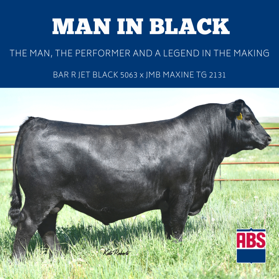 Top Angus sire the Man in Black to drive increased fertility, longevity, and produce high quality beef