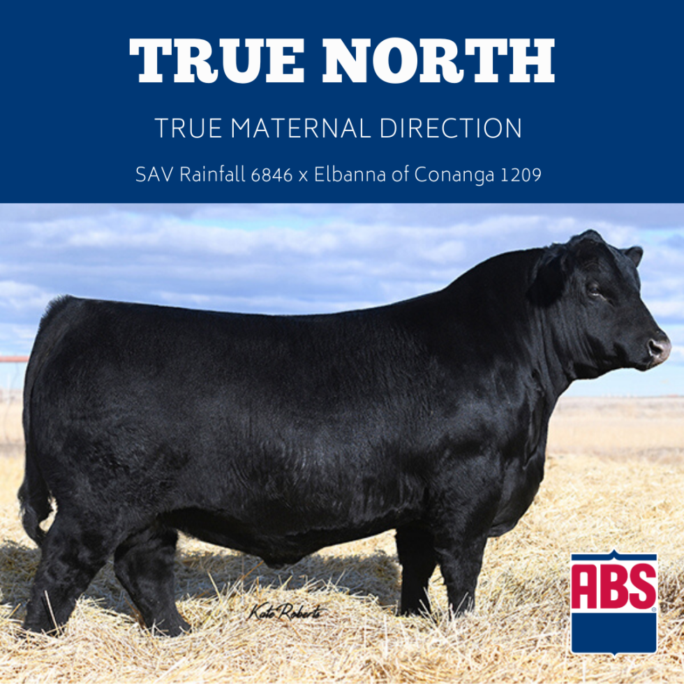 As one of our Top Angus Bull's True North provides quality fertility