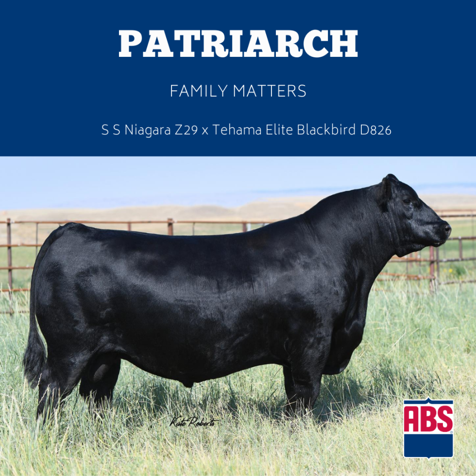 As one of our Top Angus Bull's the Patriarch provides quality fertility