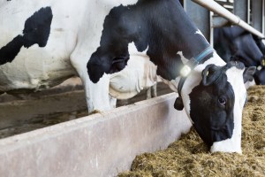Ingenuity LED cow locator