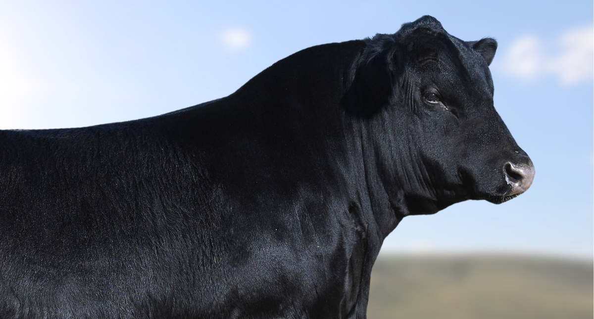 Wagyu Beef Why Wagyu Beef is Expensive & Breeding Wagyu in the US