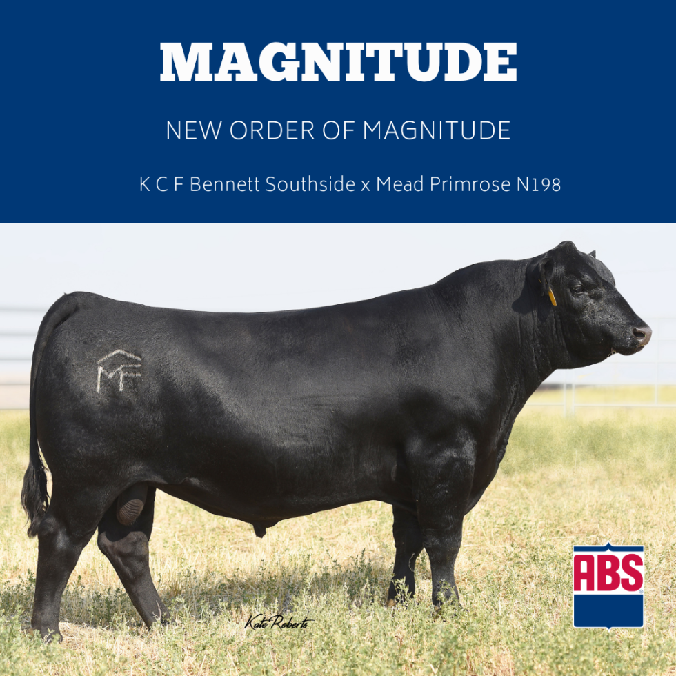 Top Angus sire Magnitude offers amazing cavling ease