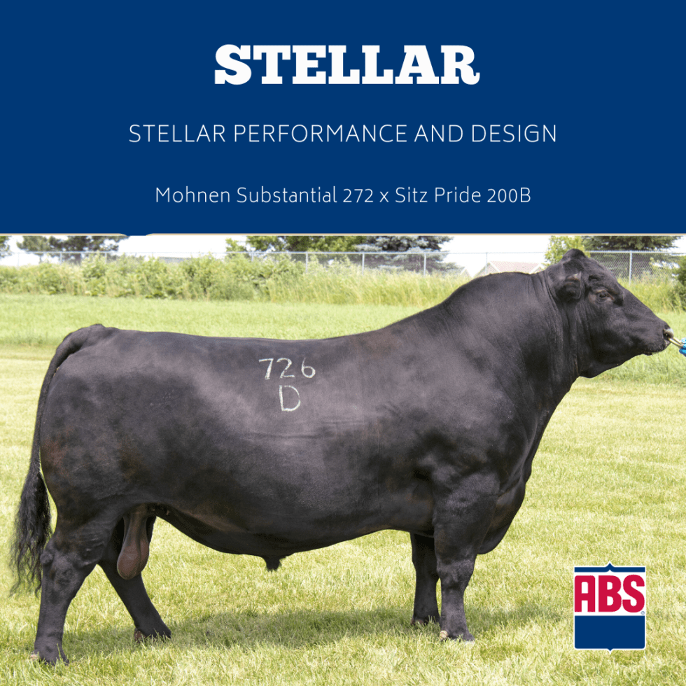 Top Angus Bull Stellar to drive increased fertility, longevity, and produce high quality beef